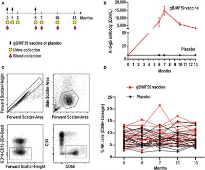 Dynamic Changes in Natural Killer Cell Subset Frequencies in the Absence of Cytomegalovirus Infection